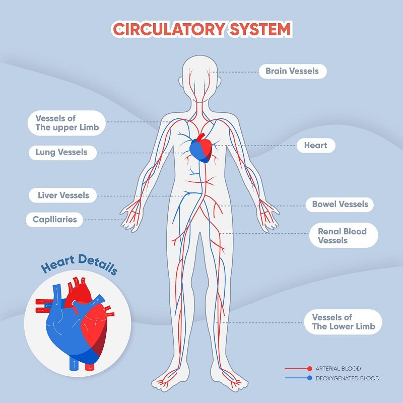 "Infographic diagram of human circulatory system and heart arteries veins at Infinity Heart Hospital Jabalpur"