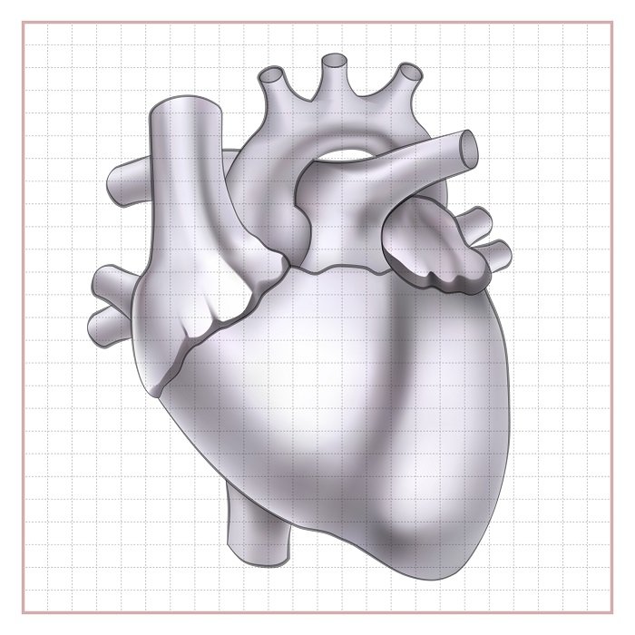 "Grayscale anatomical heart illustration with clean grid background for medical education at Infinity Heart Hospital Jabalpur"