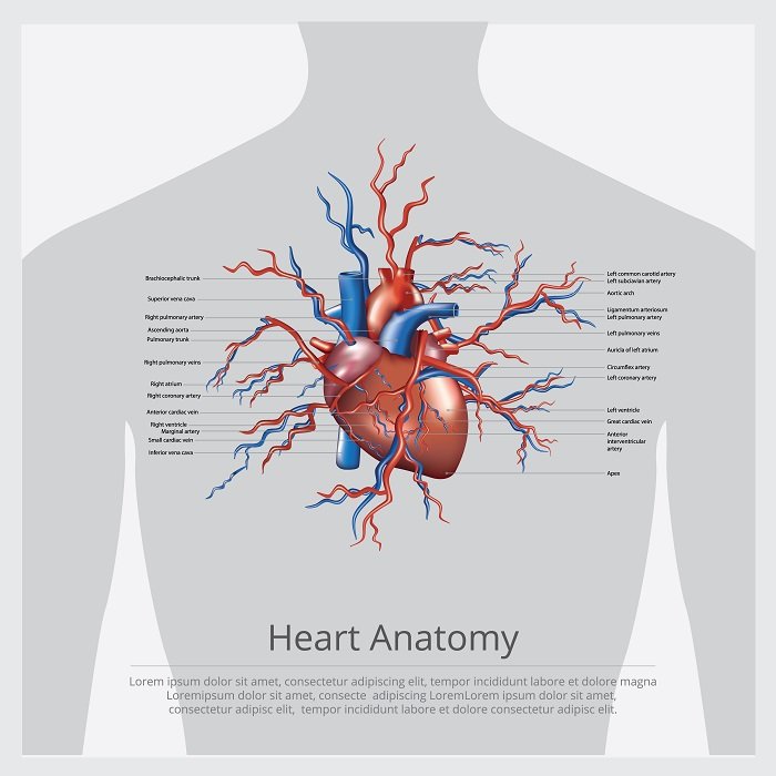 "Labeled medical illustration of heart anatomy with arteries and veins at Infinity Heart Hospital Jabalpur"