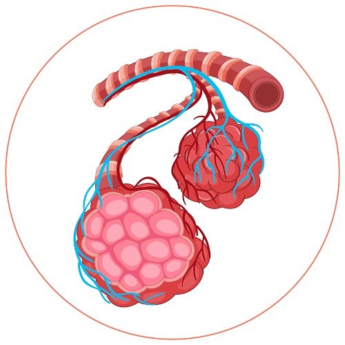 "Detailed illustration of alveoli in human lungs for respiratory health at Infinity Heart Hospital Jabalpur"